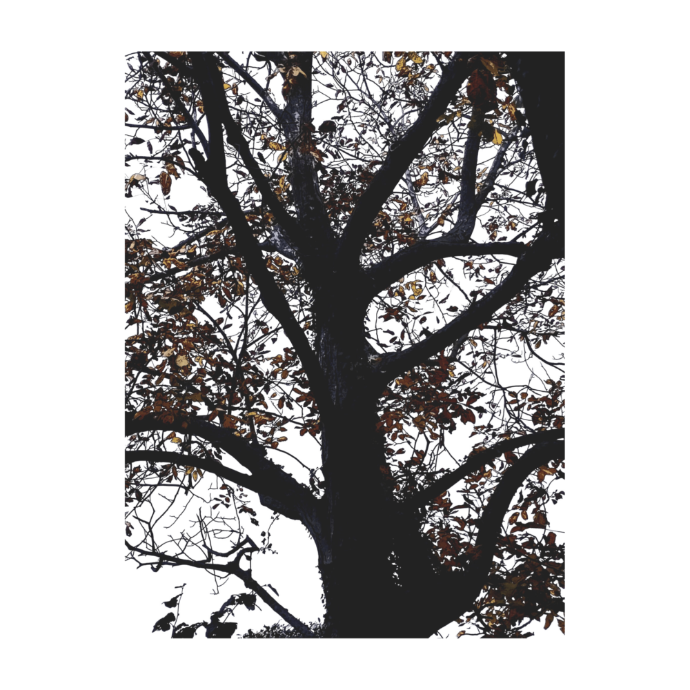 Zaino in pelle - Wise - serie "love for Nature"